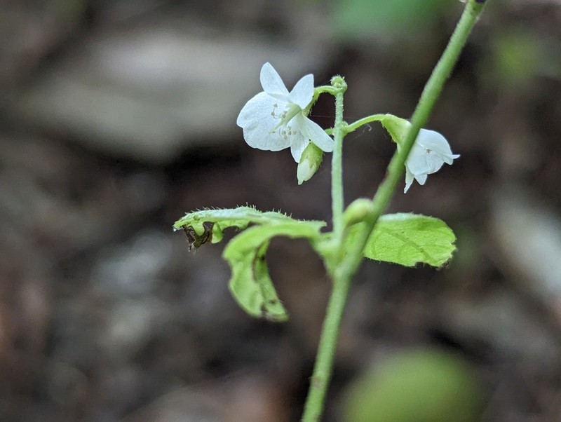 Fewflower Ticktrefoil photo 2