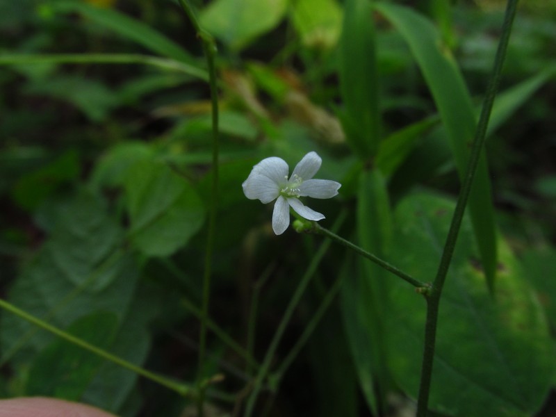 Fewflower Ticktrefoil photo 3