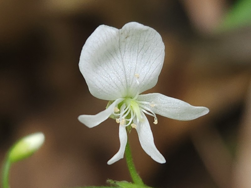 Fewflower Ticktrefoil photo 5