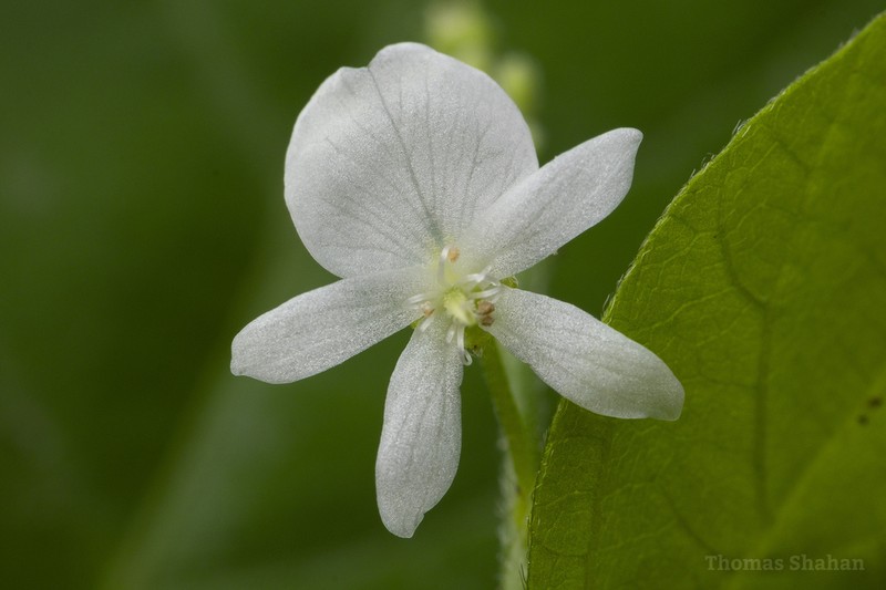 Fewflower Ticktrefoil photo 6