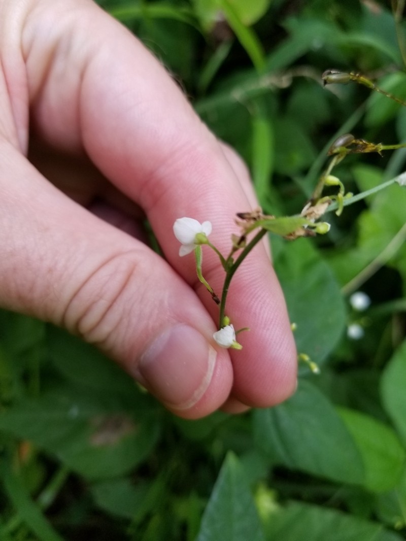 Fewflower Ticktrefoil photo 7