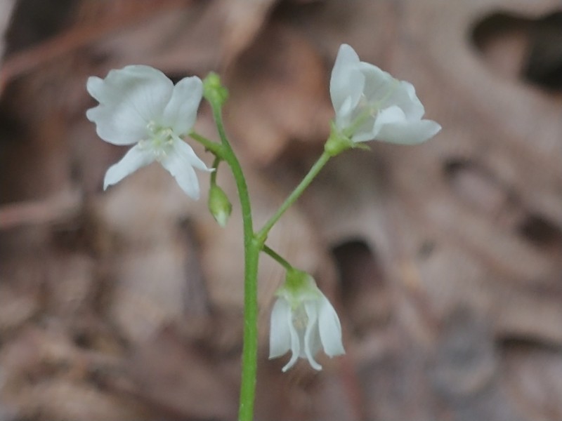Fewflower Ticktrefoil photo 8