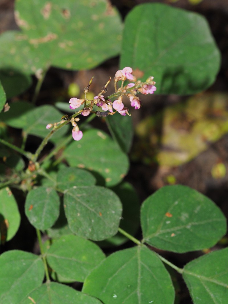 Hylodesmum podocarpum subsp. fallax