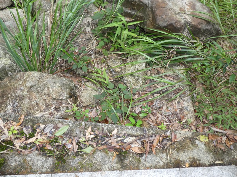 Hylodesmum podocarpum subsp. fallax photo 2