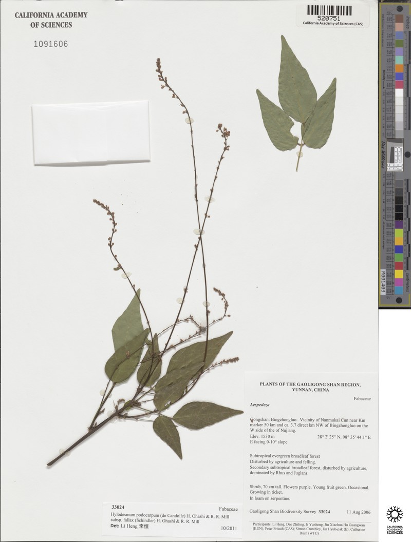 Hylodesmum podocarpum subsp. fallax photo 3