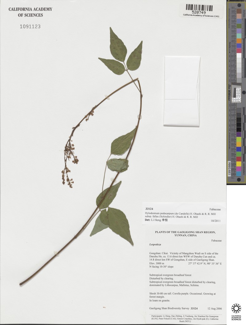 Hylodesmum podocarpum subsp. fallax photo 4