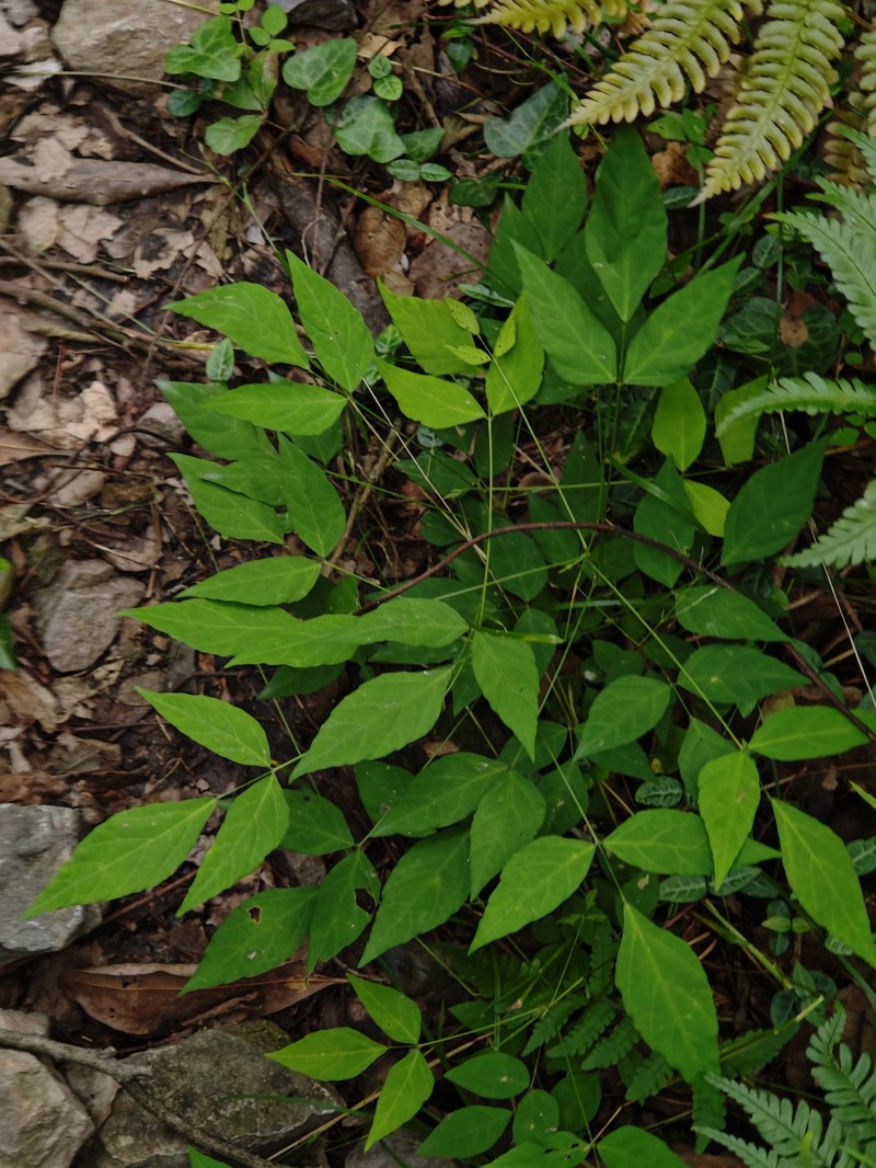 Hylodesmum podocarpum subsp. oxyphyllum