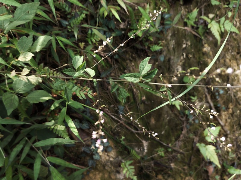 Hylodesmum podocarpum subsp. oxyphyllum photo 2