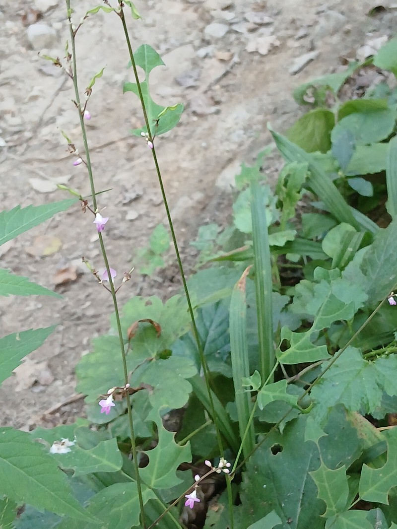 Hylodesmum podocarpum subsp. oxyphyllum photo 3