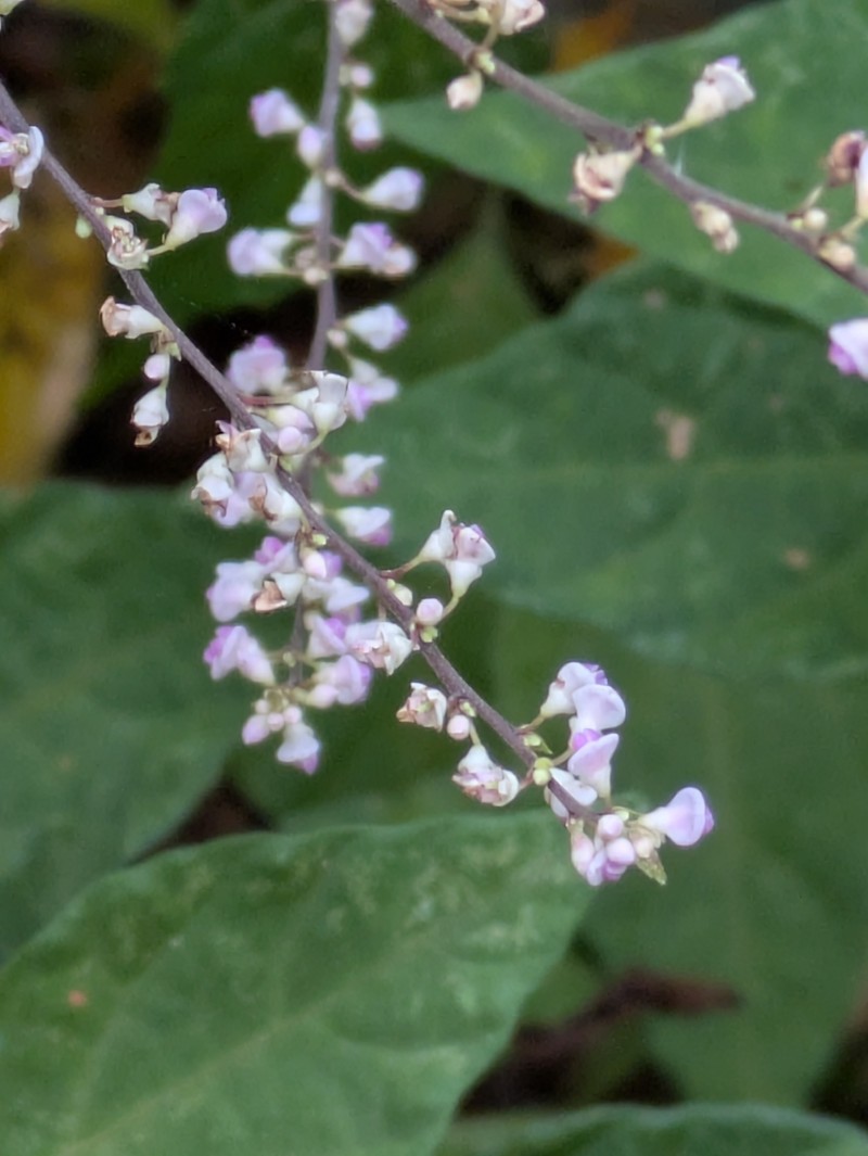 Hylodesmum podocarpum subsp. oxyphyllum photo 4