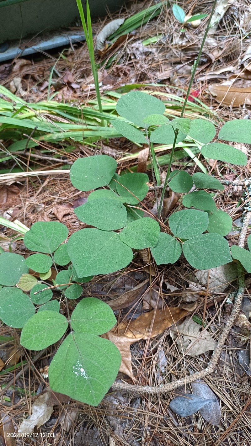 Hylodesmum podocarpum subsp. podocarpum