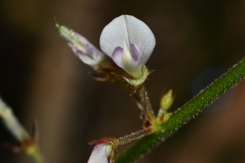 Hylodesmum podocarpum subsp. podocarpum photo 2