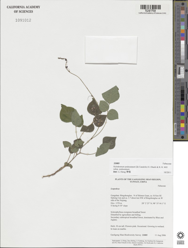 Hylodesmum podocarpum subsp. podocarpum photo 3
