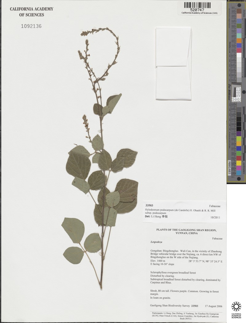 Hylodesmum podocarpum subsp. podocarpum photo 4