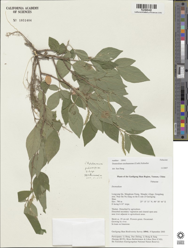 Hylodesmum podocarpum subsp. szechuenense