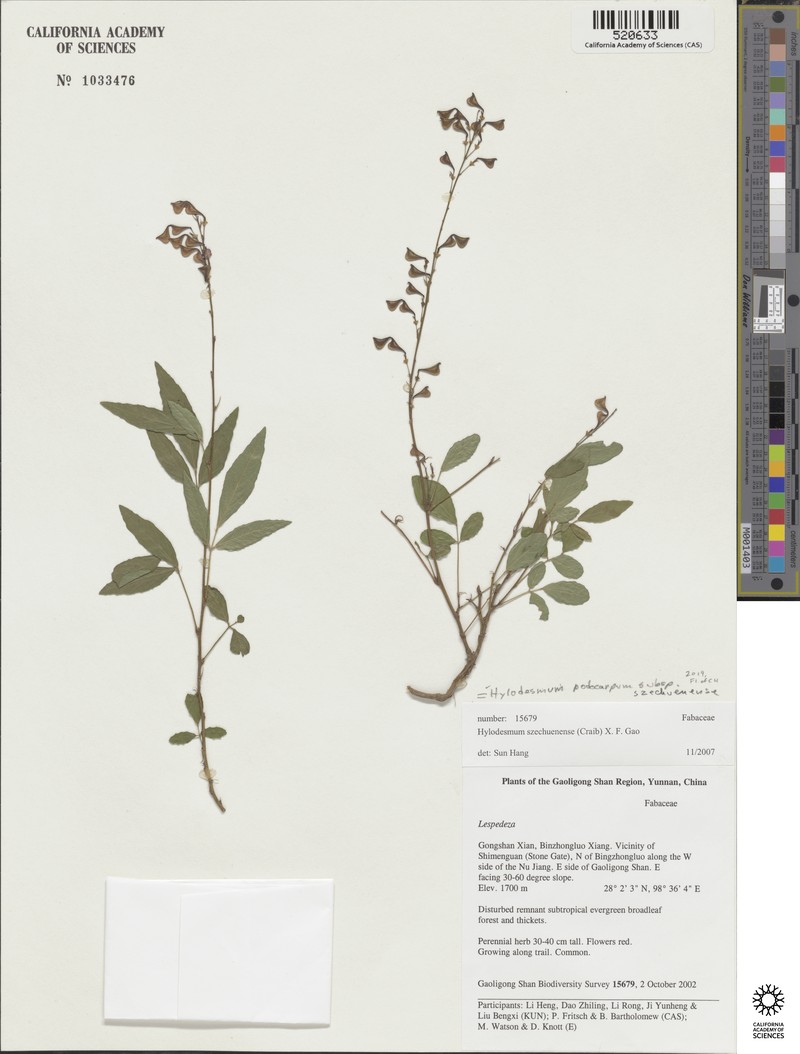 Hylodesmum podocarpum subsp. szechuenense photo 2
