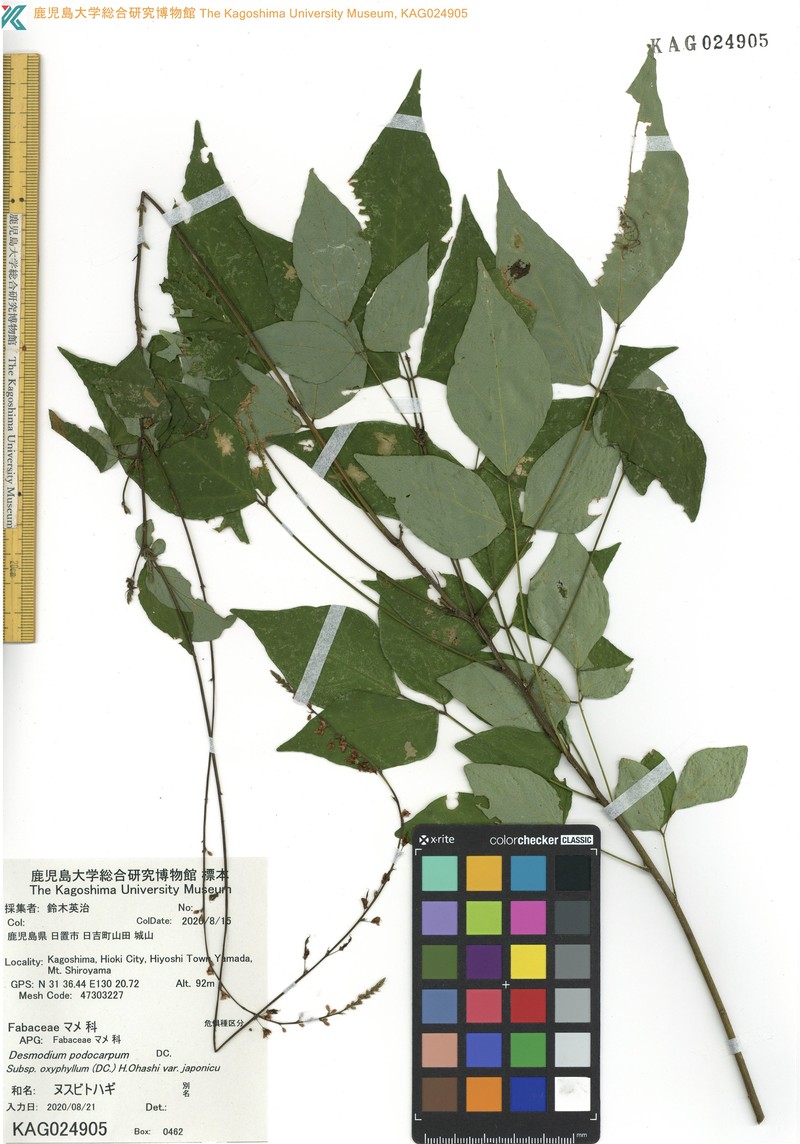 Hylodesmum podocarpum var. japonicum