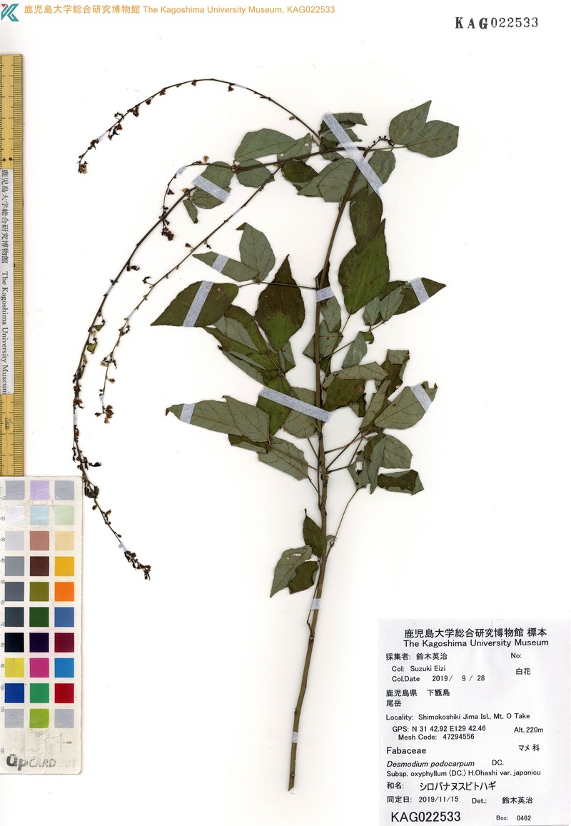 Hylodesmum podocarpum var. japonicum photo 2