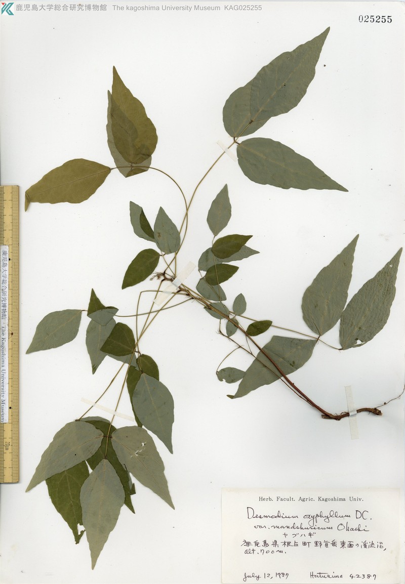 Hylodesmum podocarpum var. japonicum photo 3