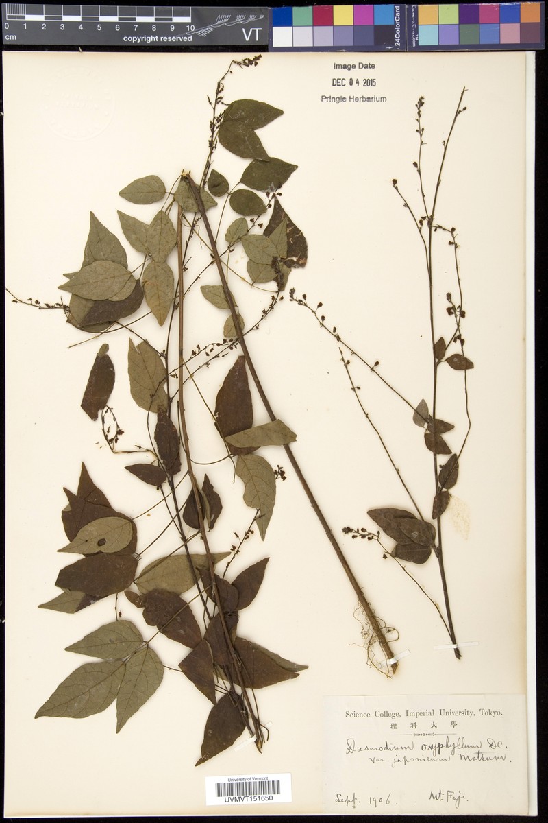 Hylodesmum podocarpum var. japonicum photo 4