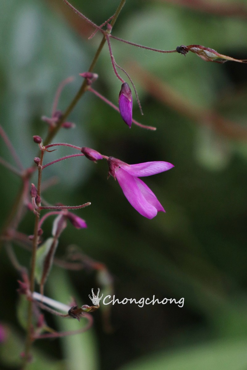Hylodesmum williamsii photo 6