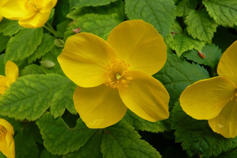 Hylomecon japonica