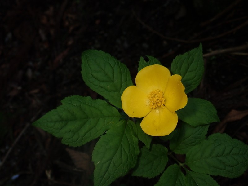 Hylomecon japonica photo 2