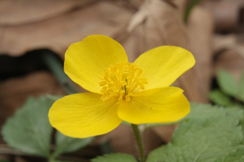 Hylomecon vernalis