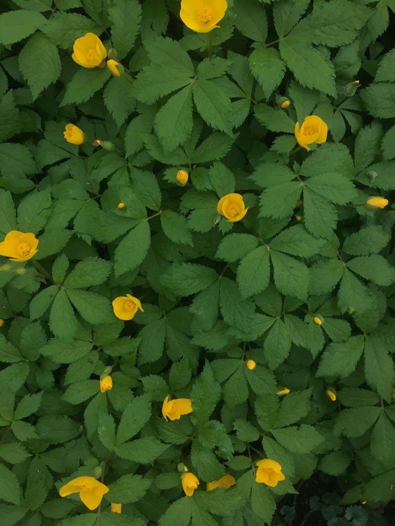 Hylomecon vernalis photo 2