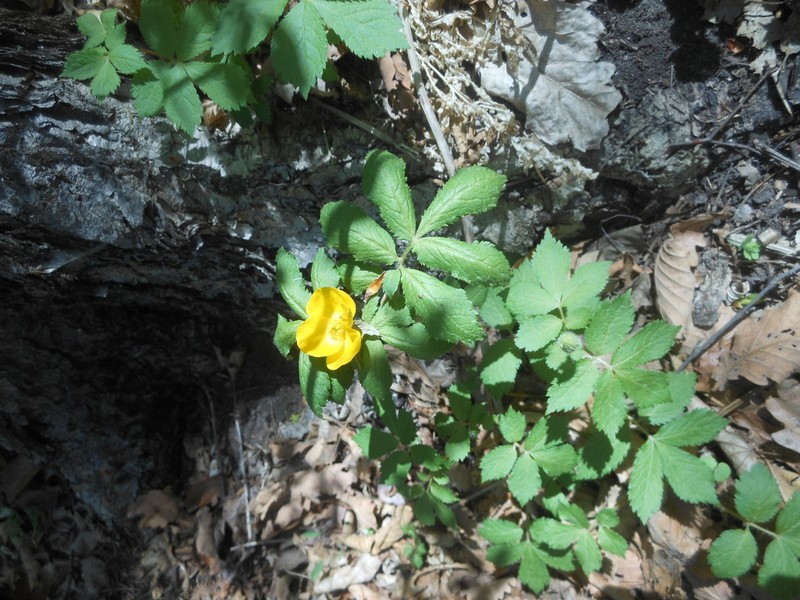 Hylomecon vernalis photo 3
