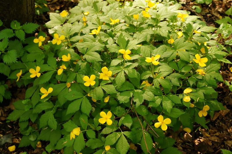 Hylomecon vernalis photo 4