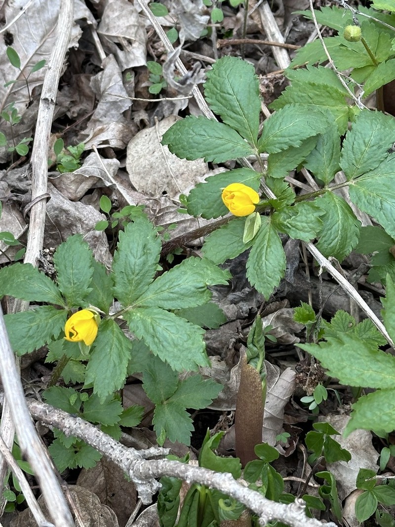 Hylomecon vernalis photo 5