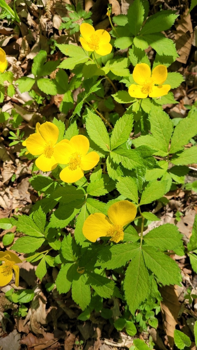 Hylomecon vernalis photo 6