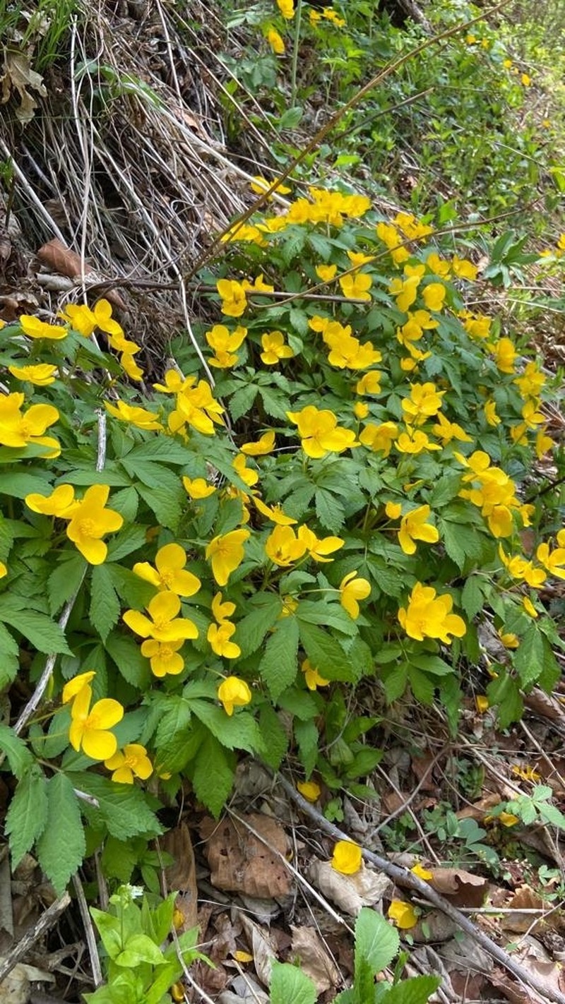 Hylomecon vernalis photo 7