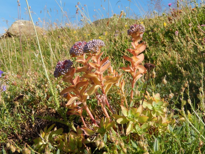 Hylotelephium anacampseros