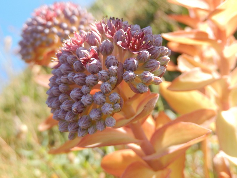 Hylotelephium anacampseros photo 2