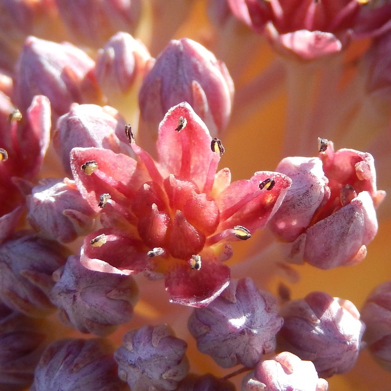 Hylotelephium anacampseros photo 3