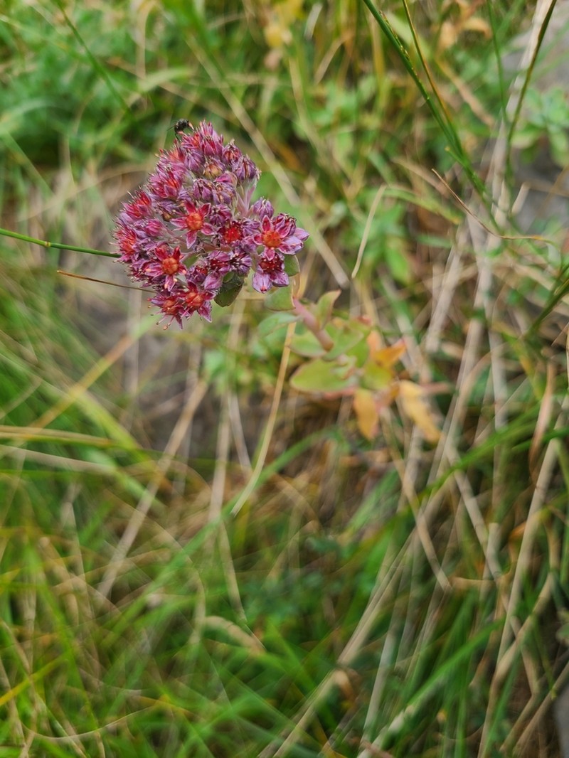 Hylotelephium anacampseros photo 4