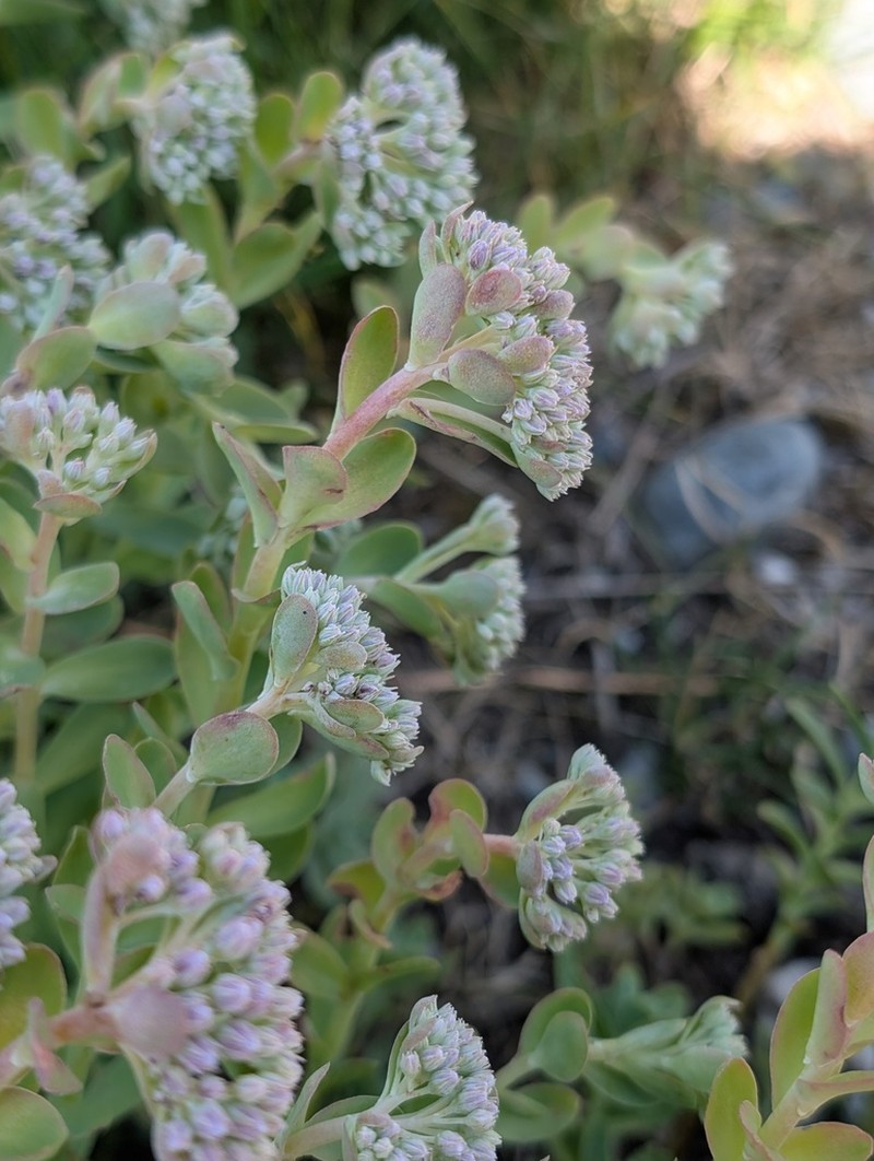 Hylotelephium anacampseros photo 5