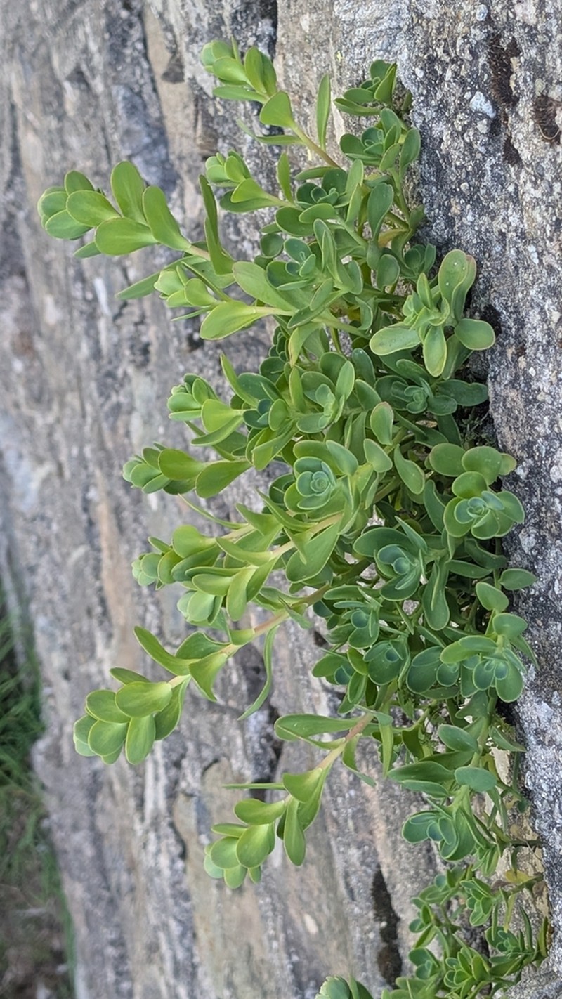 Hylotelephium anacampseros photo 6
