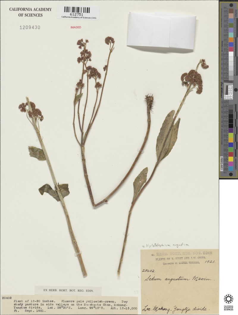 Hylotelephium angustum