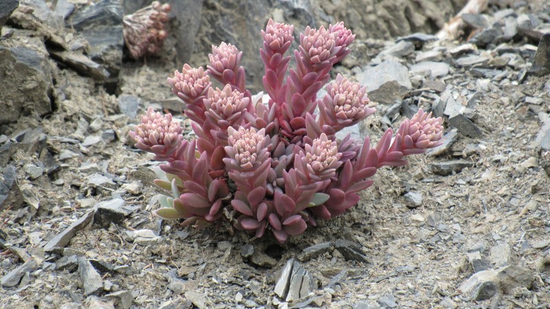 Hylotelephium cyaneum