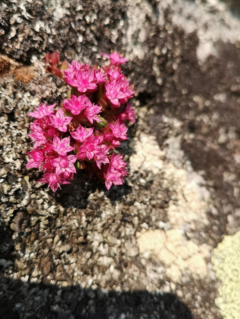 Hylotelephium cyaneum photo 3