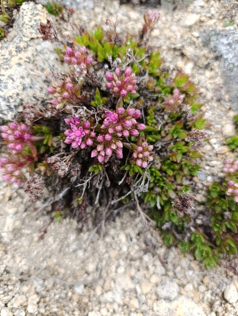 Hylotelephium cyaneum photo 4
