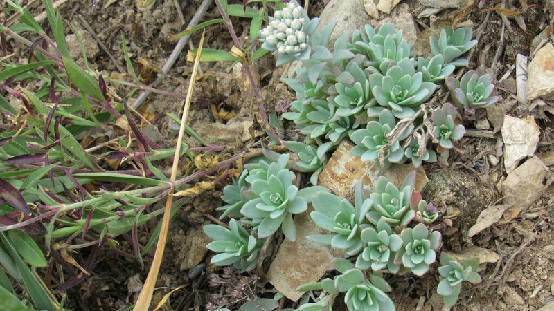Hylotelephium cyaneum photo 5