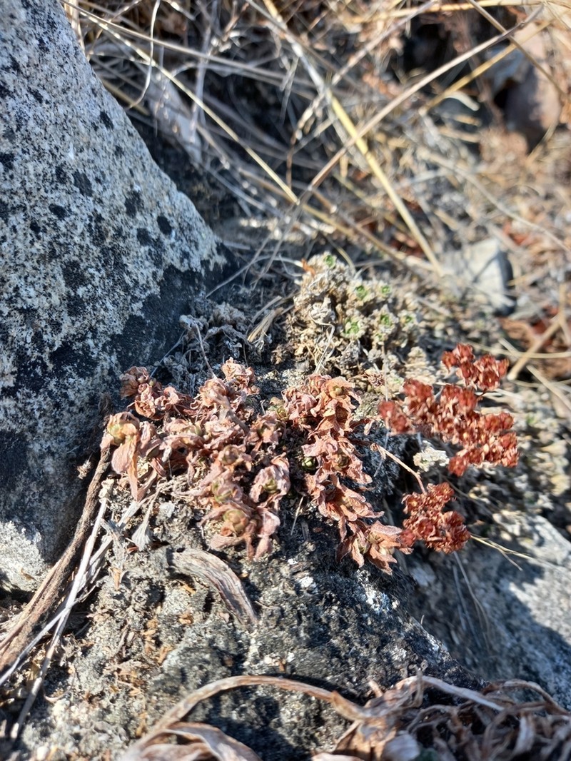 Hylotelephium cyaneum photo 6