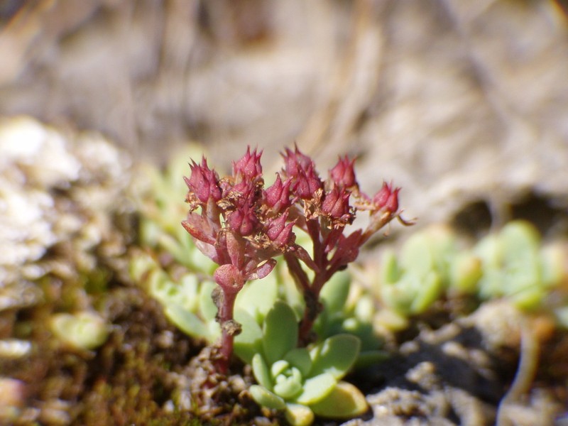 Hylotelephium cyaneum photo 7
