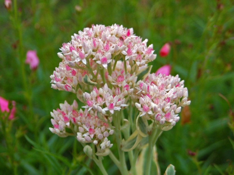 Garden Stonecrop photo 2