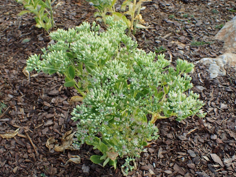 Garden Stonecrop photo 3