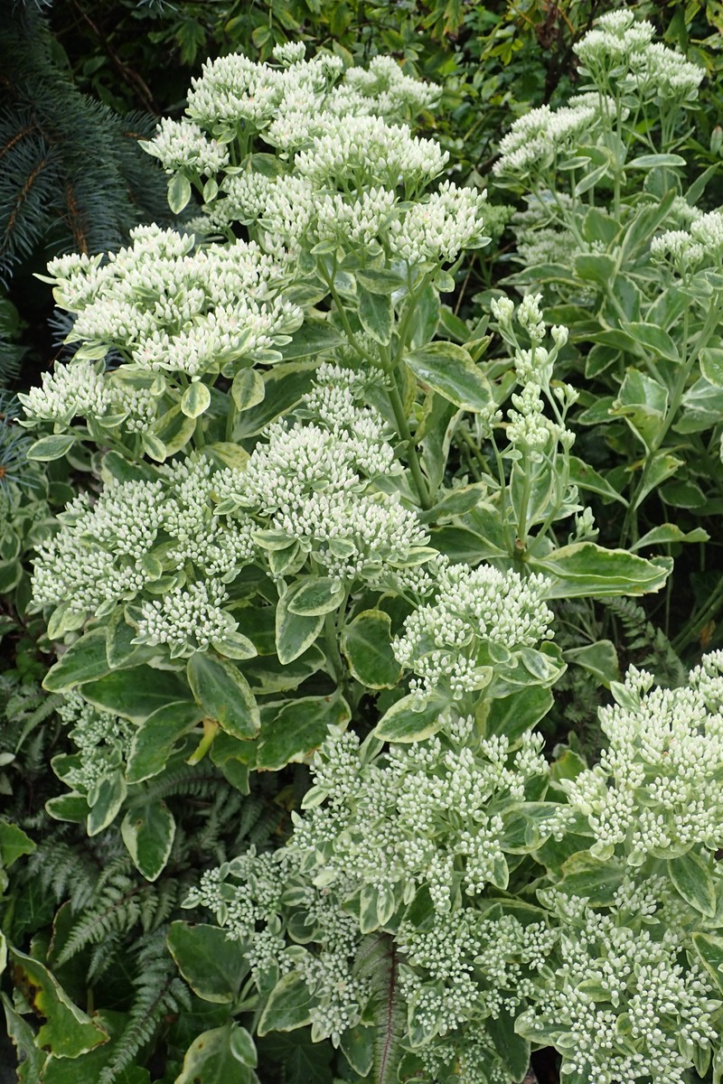 Garden Stonecrop photo 4